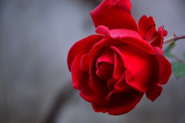 rose-3802424_640